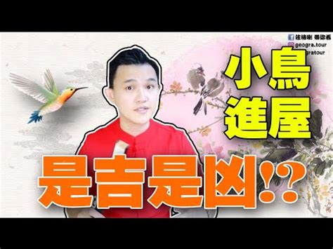 自來鳥|自來雀風水秘訣：今日招財有妙方